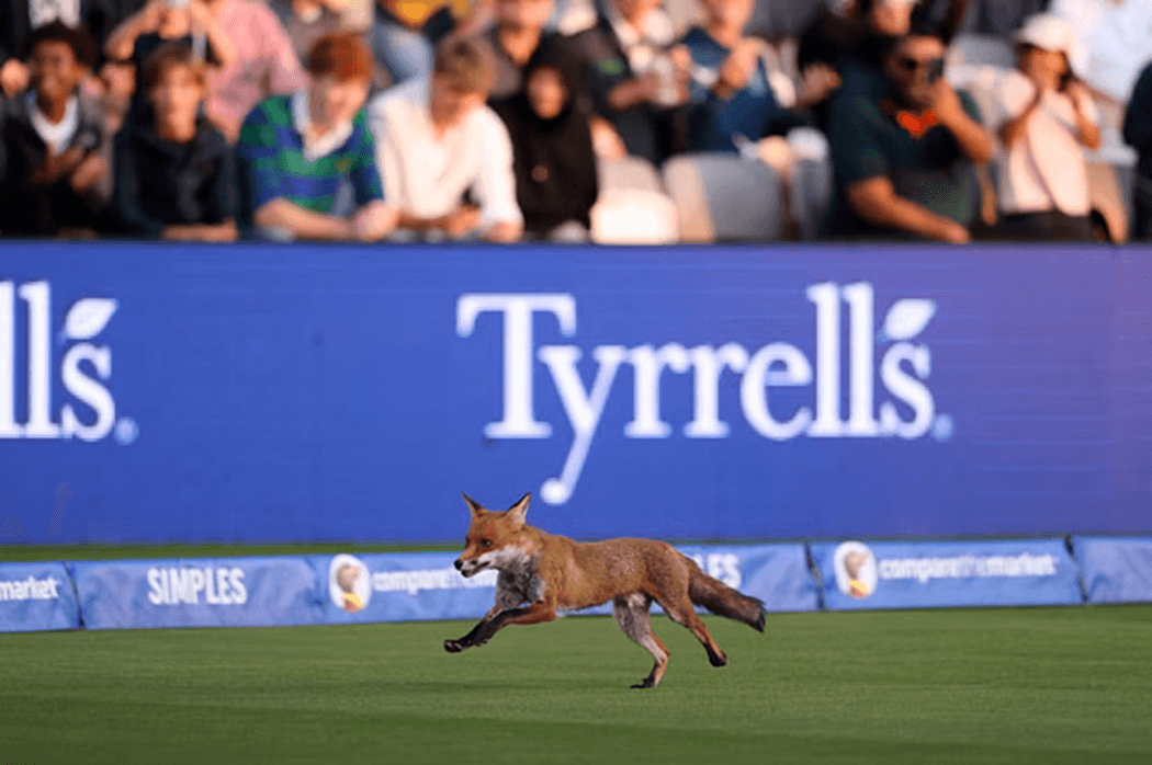 क्रिकेटको मैदानमा स्यालको प्रवेश !